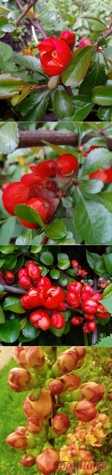 Говорят, что это японская айва. Я не в курсе, но мне нравится. |