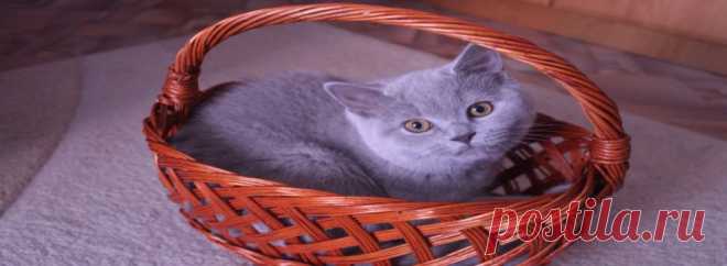 Как правильно кормить беременную кошку, котят, старую кошку