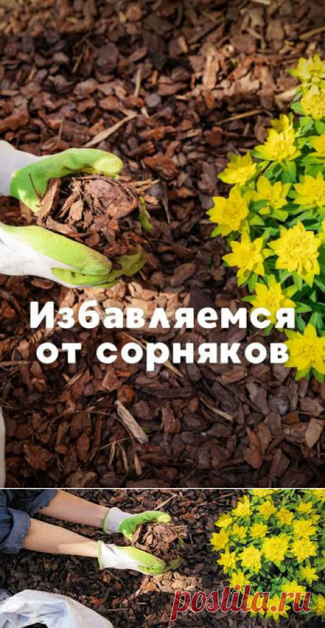Как избавиться от сорняков на участке: 7 народных средств. Фото и видео Добрый день, дорогие читатели. Сегодняшним блогом я бы хотел поделиться с Вами своей тяжелой ситуацией, с которой сталкивался любой садовод и чем все закончилось. Для начала расскажу с чего все началось. Несколько лет назад мы с женой купили небольшой загородный участок.