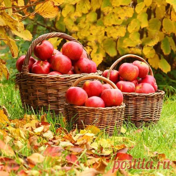 Чтобы яблони были урожайными — 6 соток