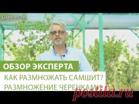 Как размножать самшит? Размножение черенками. - YouTube