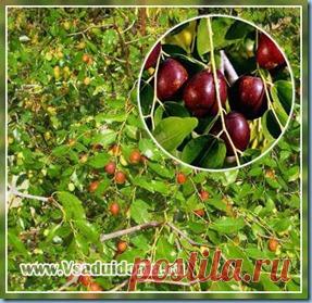 Китайский финик или унаби: выращивание и размножение. Часть 1 | Сайт о саде, даче и комнатных растениях.