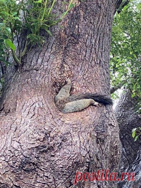 15 фото о том, что животные тоже попадают в неловкие ситуации