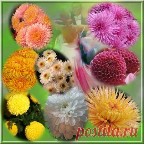 Плейкаст «Вальс хризантем» Если хочешь быть счастливым всю жизнь  -  расти хризантемы&quot;
(Китайский философ)

       Хризантема по-японски называется &quot;кику&quot; - &quot;солнце&quot;  От солнца, как повествует древняя легенда, произошёл и японский народ, ЯМАТО - &quot;народ солнца&quot;.