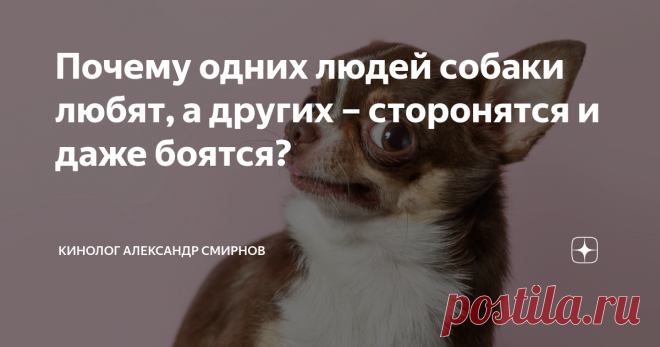 Почему одних людей собаки любят, а других – сторонятся и даже боятся? Статья автора «Кинолог Александр Смирнов» в Дзене ✍: Почему одним людям удается без особого труда установить контакт с собакой буквально за считанные мгновенья, а другим на это требуются не то, что...