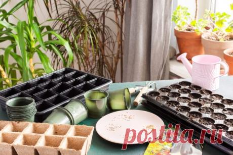 Как оживить старые семена: рабочие методы повышения всхожести — Ботаничка