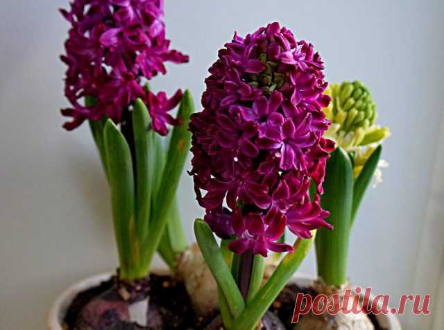Гиацинт «Вудсток» (Hyacinthus ‘Woodstock’)