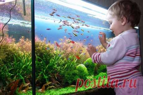 Аквариум для ребенка: вред или польза? / Малютка