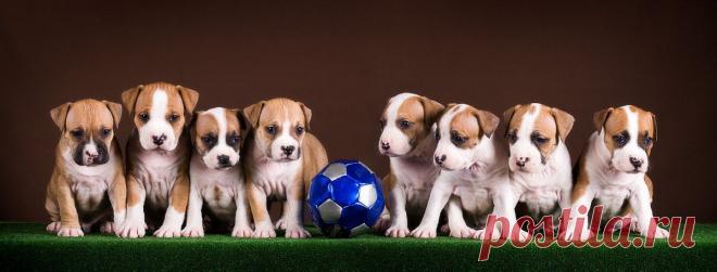 Футбольная команда)