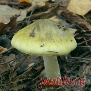 САМЫЕ ОПАСНЫЕ ЛЕСНЫЕ ГРИБЫ