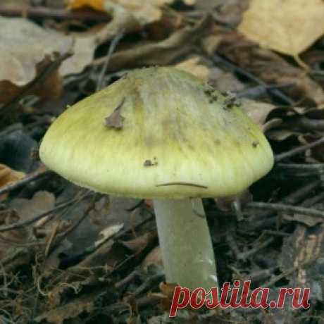 САМЫЕ ОПАСНЫЕ ЛЕСНЫЕ ГРИБЫ