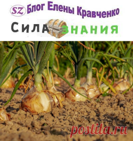 Когда убирать лук с грядки на хранение, и как правильно