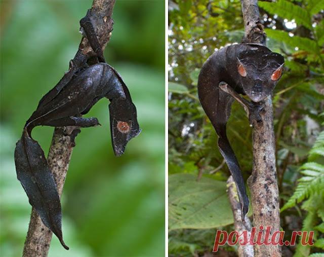 Животные, которые выглядят, как рокеры:Природа и животные