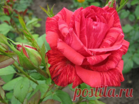 мои розы