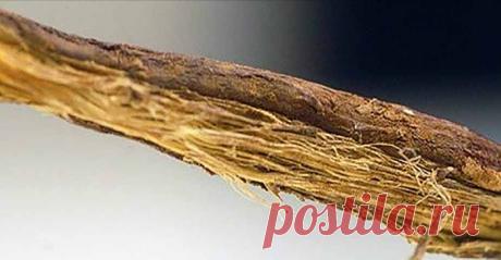 Корень солодки и ее противовоспалительные, спазмолитические средства, антацид и многие другие активные ингредиенты! - Упражнения и похудение Удивительный корень! Среди лечебных свойств корня солодки, ее эффективность заключается в том, чтобы облегчить расстройство желудка и улучшить пищеварение. Кроме того, оценивается ее противокашлевый и отхаркивающий эффект, что делает лакричник хорошим средством для лечения астмы, бронхита и других респираторных проблем. Что касается к...