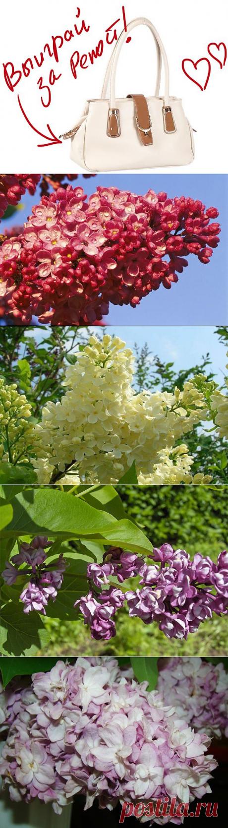 Сирень. Выиграйте стильную сумку от интернет-магазина Клуб Красоты, разместив любой пост с сайта 7dach.ru в Постиле. Чем больше постов - тем выше шансы. Розыгрыш состоится в понедельник, 16 декабря. В акции участвуют все посты, которые содержат этот текст и фото сумки!
