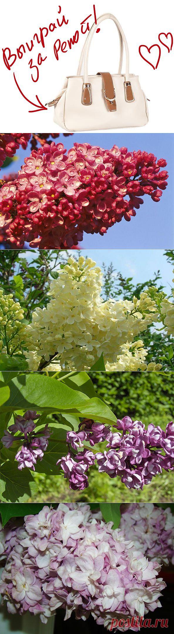 Сирень. Выиграйте стильную сумку от интернет-магазина Клуб Красоты, разместив любой пост с сайта 7dach.ru в Постиле. Чем больше постов - тем выше шансы. Розыгрыш состоится в понедельник, 16 декабря. В акции участвуют все посты, которые содержат этот текст и фото сумки!