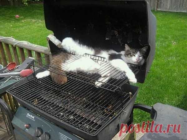 Шашлычок? НЕТ, КОШАЧОК!!!