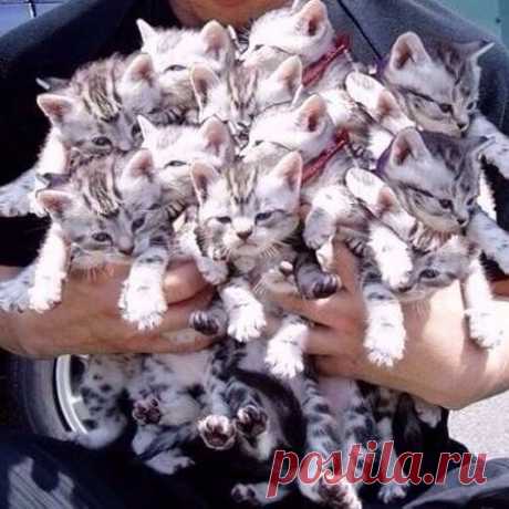 Счастья много не бывает