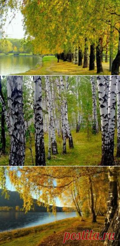 (1) Одноклассники