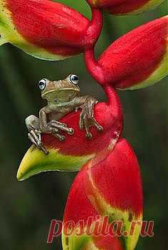 Tumblr | ANIMAL FRIENDS  2