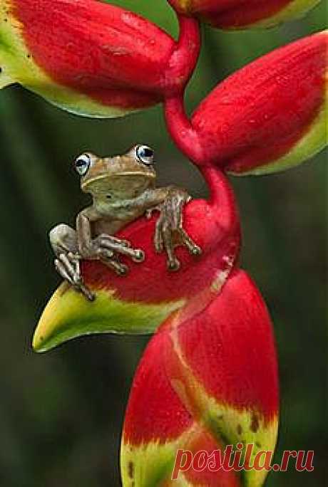 Tumblr | ANIMAL FRIENDS  2