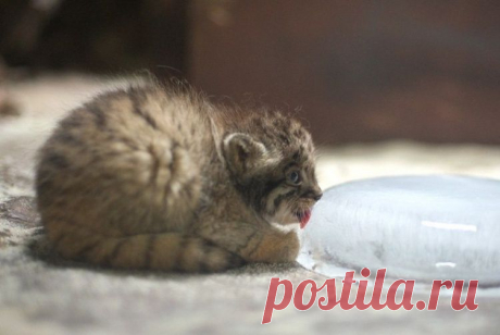 Маленький манул, который лижет льдинку