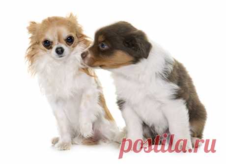 Обои Собаки Australian Shepherd Чихуахуа Овчарка Белый фон Двое Животные скачать фото