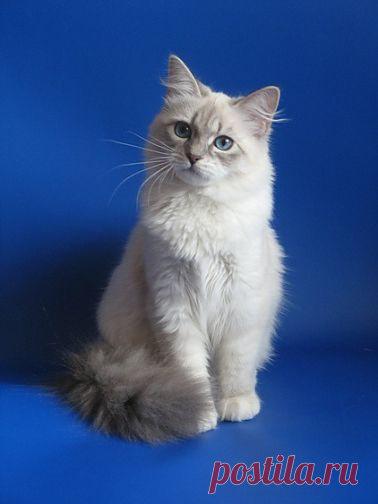 Невская маскарадная кошка необычайной красоты