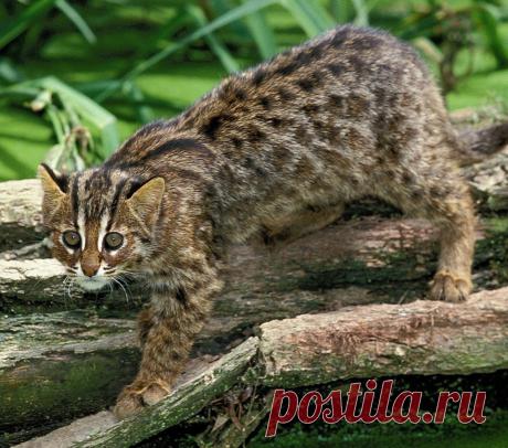 Ириомотейская кошка - 63 фото - картинки: смотреть онлайн