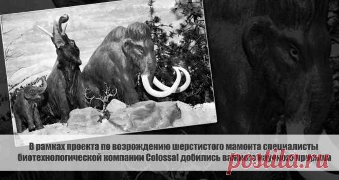 В рамках проекта по возрождению шерстистого мамонта специалисты биотехнологической компании Colossal добились важного научного прорыва. Статья автора «С Миру по новости - читателю интересный канал» в Дзене ✍: В рамках проекта по возрождению шерстистого мамонта специалисты американской биотехнологической компании Colossal добились...