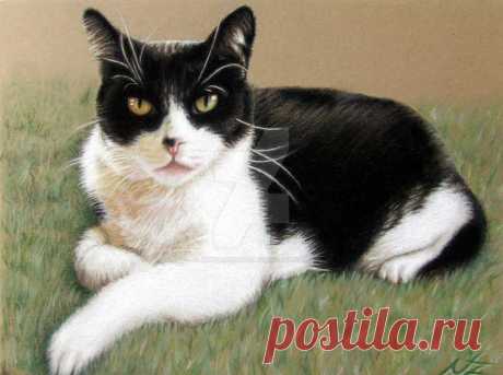Tomcat Baloo by ArtsandDogs on DeviantArt