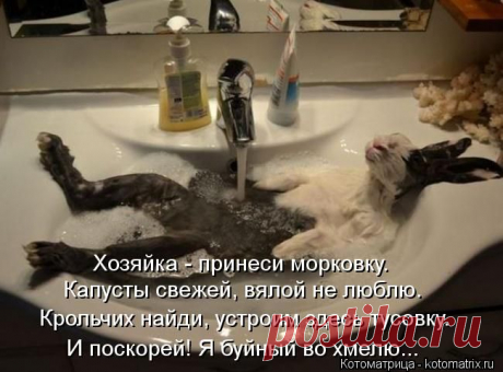 нужен весь сервис.....