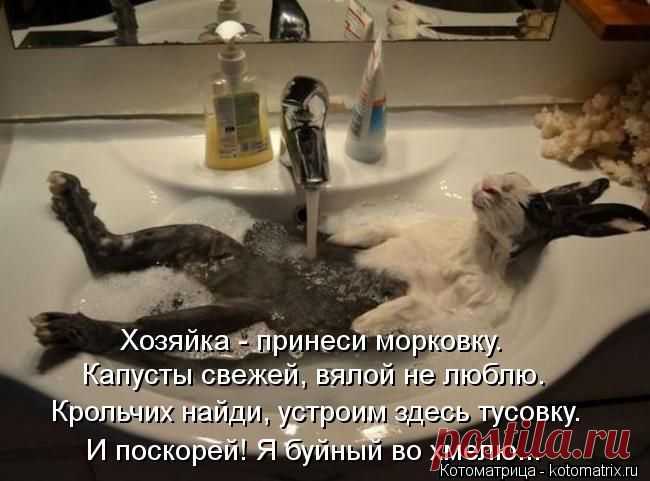 нужен весь сервис.....