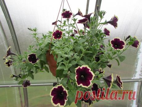 Петуния - хвастаемся цветущими растениями - Страница 14 - Форум цветоводов Фрау Флора