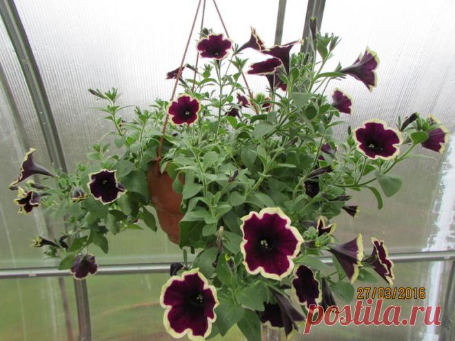 Петуния - хвастаемся цветущими растениями - Страница 14 - Форум цветоводов Фрау Флора
