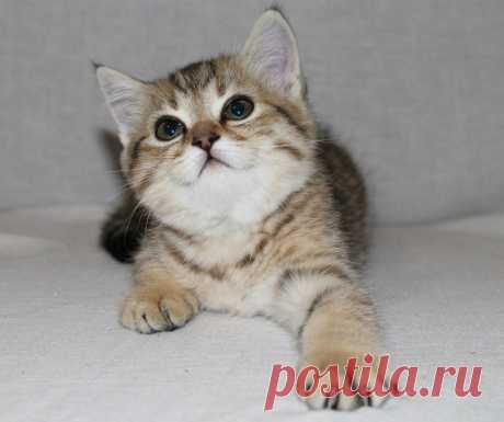 Милашка.