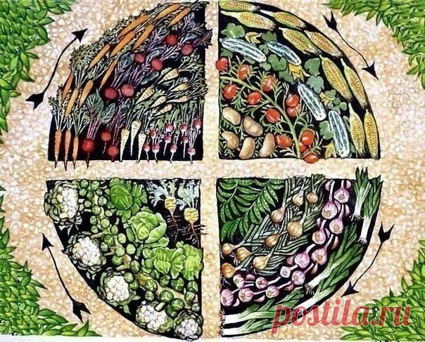 Севооборот. Чередование овощей на грядках Сохраните, чтобы не потерять!Если вы желаете грамотно использовать силы земли и стремитесь получать высокий сбор урожая – начинайте планировать свои посадки. Даже при наличии нескольких грядок (3-5) н…