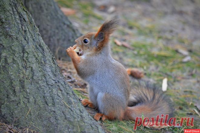Фото: Белка. Фотограф Константин Анисимов. Фото животных - Фотосайт Rasfokus.ru