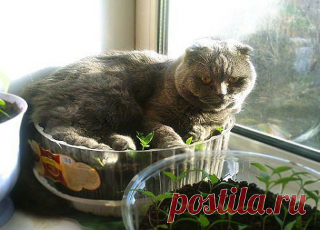 За минуту до  п...лей