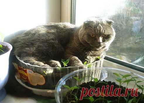 За минуту до  п...лей