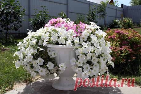 ღ3 ошибки и петуния будет облезшей. Их допускают многие садоводы