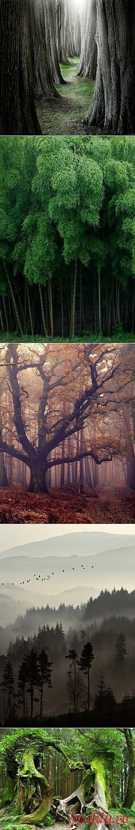 Trees and Nature