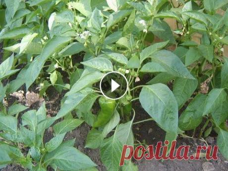 Огород 06. 2022. Маринкины творинки. Всем МИРА и Добра! Чесночные стрелки Сад огород на конец мая Чёрный укрывной материал под клубнику Средство для борьбы с улитками Липучка от муравьёв Подписаться на мой ...