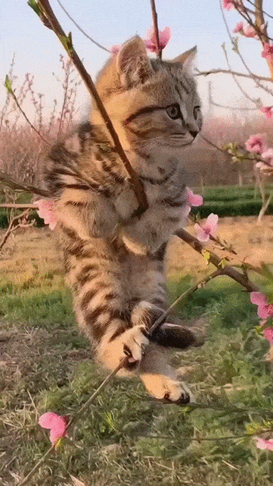 Кошки-мартышки)))