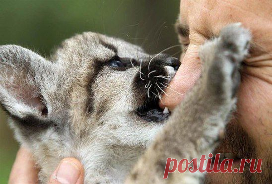 Двухмесячная пума кусает за нос работника зоопарка в Афинах, Греция