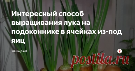 Интересный способ выращивания лука на подоконнике в ячейках из-под яиц Итак, кому-то пришла в голову замечательная идея – выращивать лук на подоконнике в яичных лотках. А что? Специальные «впадины», предназначенные для яиц, так и просят, чтобы в них что-то посадили. При этом каждая луковица остается в своем «домике». Красиво, весело, интересно!