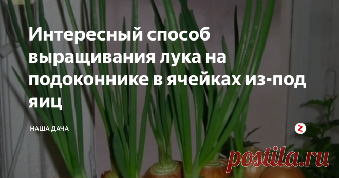 Интересный способ выращивания лука на подоконнике в ячейках из-под яиц Итак, кому-то пришла в голову замечательная идея – выращивать лук на подоконнике в яичных лотках. А что? Специальные «впадины», предназначенные для яиц, так и просят, чтобы в них что-то посадили. При этом каждая луковица остается в своем «домике». Красиво, весело, интересно!