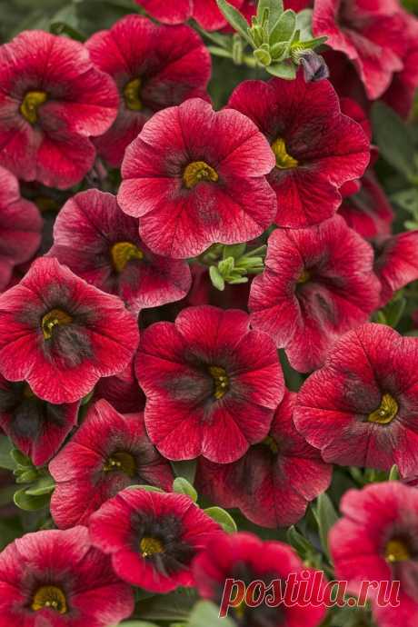 Superbells® Pomegranate Punch - Calibrachoa hybrid