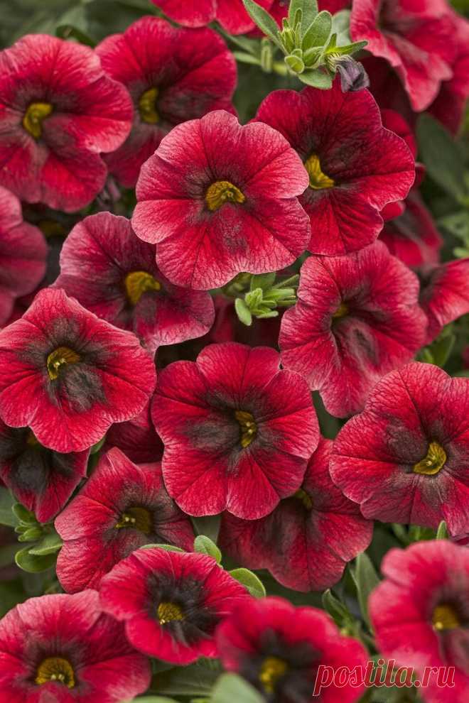 Superbells® Pomegranate Punch - Calibrachoa hybrid